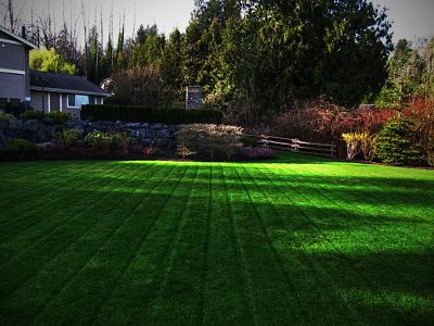 Fresh cut backyard