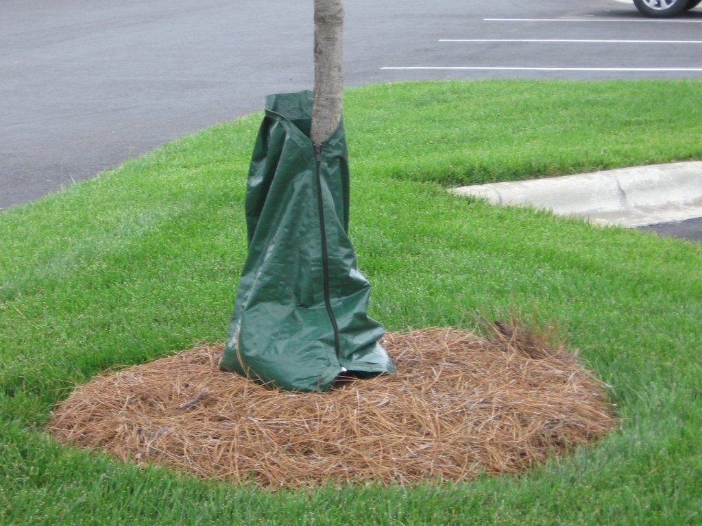 Tree watering bag Surrey